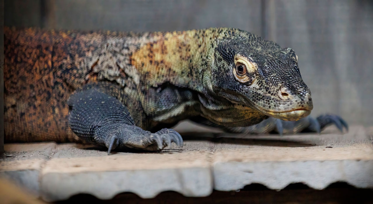 4-year-old Hannibal, GSC’s resident komodo dragon, was brought to GSC from the Denver Zoo in late 2022.