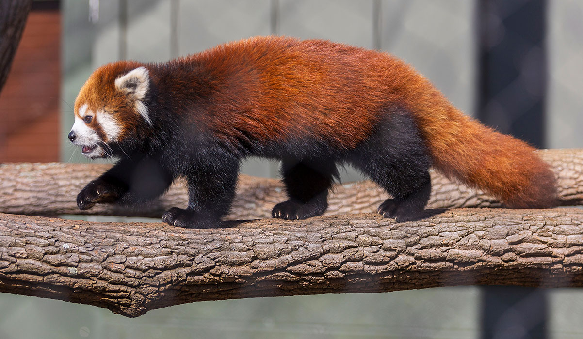 Ravi, born in 2022, was the first successful red panda birth at GSC. Be on the lookout for his parents, Tai and Usha, while you’re there!