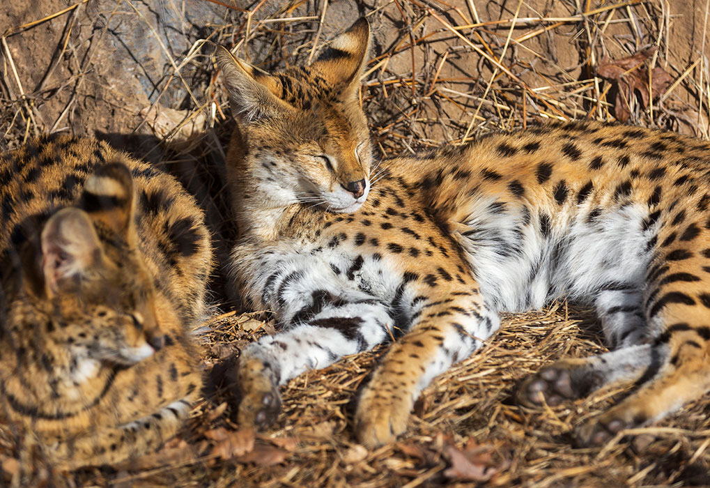 From left: Kira and Tut, both servals — wild cats native to Africa — bask in the sunshine.