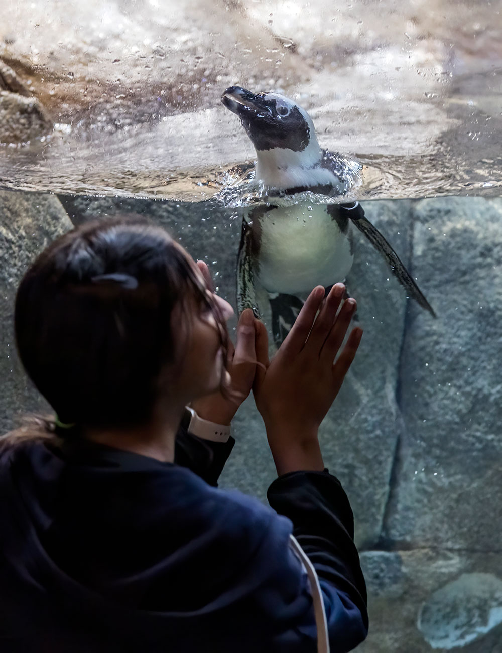 GSC is home to a colony of African penguins, also known as black-footed penguins or jackass penguins (for their braying vocalizations).