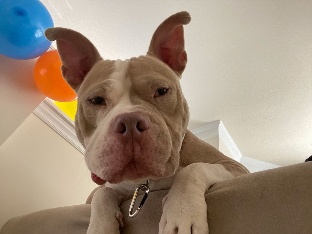 Tonka is an American Bully, who was born deaf. I was fostering him from a rescue, and he quickly became my foster fail! He loves everyone and everything, and really loves his treats! He’s the best cuddle bug and best boy! - Hanna Baker