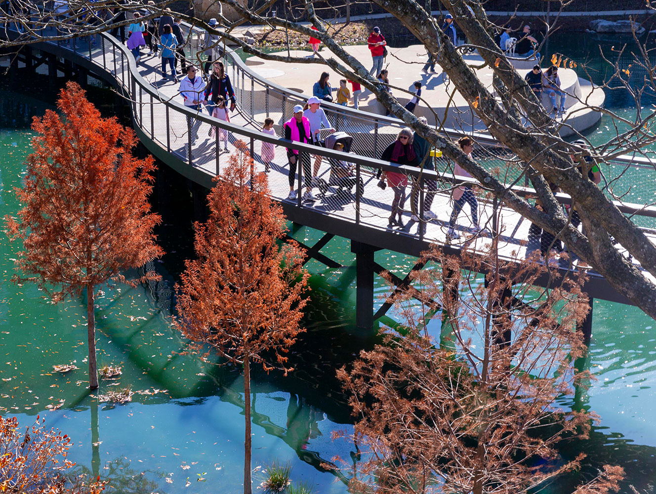Visitors are lifted up into the tree canopy via the skywalk.